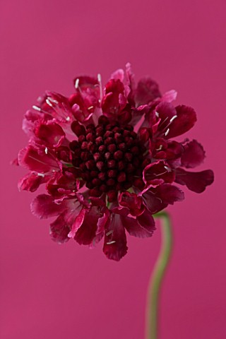 CLOSE_UP_OF_FLOWER_OF_SCABIOSA_CHILLI_PEPPER