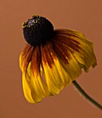 CLOSE UP OF FLOWER OF RUDBECKIA GOLDEN JUBILEE