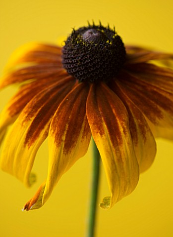 CLOSE_UP_OF_FLOWER_OF_RUDBECKIA_GOLDEN_JUBILEE