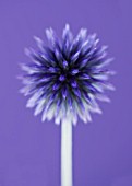 CLOSE UP OF BLUE/ PURPLE FLOWER OF ECHINOPS RITRO VEITCHS BLUE
