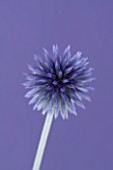 CLOSE UP OF BLUE/ PURPLE FLOWER OF ECHINOPS RITRO VEITCHS BLUE