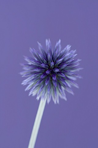 CLOSE_UP_OF_BLUE_PURPLE_FLOWER_OF_ECHINOPS_RITRO_VEITCHS_BLUE