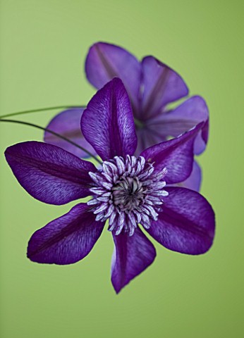 RAYMOND_EVISON_CLEMATIS_CLOSE_UP_OF_DEEP_PURPLE_FLOWER_OF_CLEMATIS_CASSIS