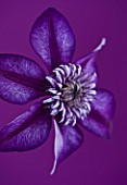 RAYMOND EVISON CLEMATIS: CLOSE UP OF DEEP PURPLE FLOWER OF CLEMATIS CASSIS