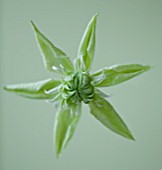 RAYMOND EVISON CLEMATIS: CLOSE UP OF GREEN/ WHITE FLOWERS OF CLEMATIS PEPPERMINT