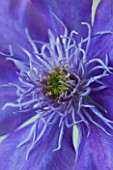 RAYMOND EVISON CLEMATIS: CLOSE UP OF AMAZING DOUBLE PURPLE FLOWER OF CLEMATIS CRYSTAL FOUNTAIN
