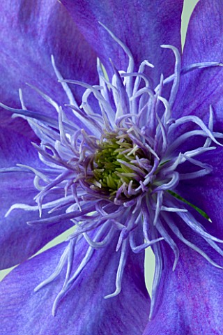 RAYMOND_EVISON_CLEMATIS_CLOSE_UP_OF_AMAZING_DOUBLE_PURPLE_FLOWER_OF_CLEMATIS_CRYSTAL_FOUNTAIN