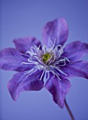 RAYMOND EVISON CLEMATIS: CLOSE UP OF AMAZING DOUBLE PURPLE FLOWER OF CLEMATIS CRYSTAL FOUNTAIN