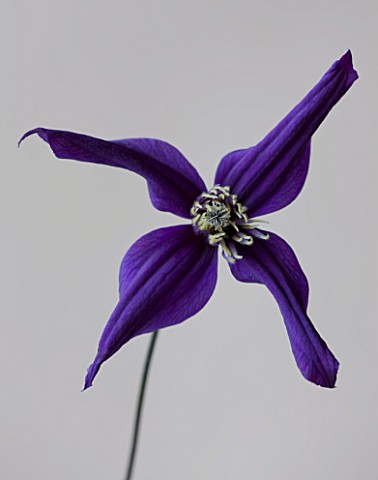 RAYMOND_EVISON_CLEMATIS_CLOSE_UP_OF_THE_DEEP_PURPLE_FLOWER_OF_CLEMATIS_PETIT_FAUCON