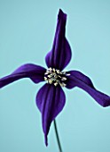 RAYMOND EVISON CLEMATIS: CLOSE UP OF THE DEEP PURPLE FLOWER OF CLEMATIS PETIT FAUCON