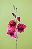 THE PINK/ RED FLOWERS OF GLADIOLUS PAPILIO RUBY