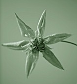 DUOTONE IMAGE OF CLOSE UP OF THE RAYMOND EVISON CLEMATIS PEPPERMINT