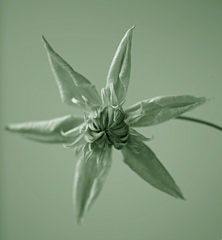 DUOTONE_IMAGE_OF_CLOSE_UP_OF_THE_RAYMOND_EVISON_CLEMATIS_PEPPERMINT