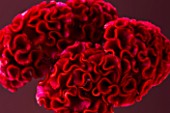 CLOSE UP OF THE RED FLOWERS OF A CELOSIA (COCKSCOMB)