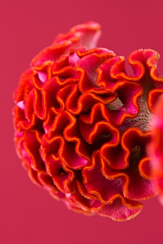 CLOSE_UP_OF_THE_RED_FLOWERS_OF_A_CELOSIA_COCKSCOMB