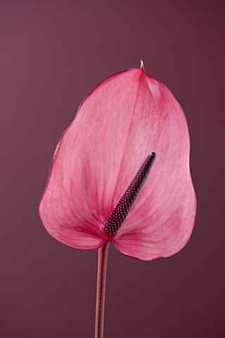 CLOSE_UP_OF_THE_PINK_FLOWERS_OF_AN_ARUM_LILY