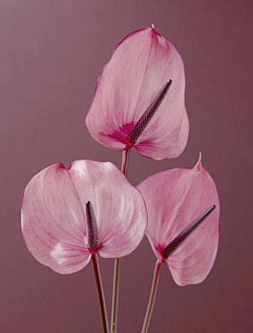 CLOSE_UP_OF_THE_PINK_FLOWERS_OF_THREE_ARUM_LILIES