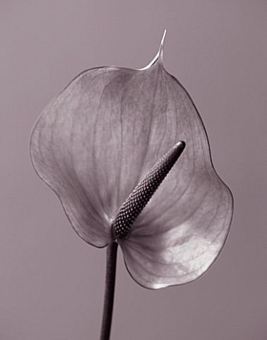 BLACK_AND_WHITE_DUOTONE_CLOSE_UP_OF_THE_PINK_FLOWERS_OF_AN_ARUM_LILY