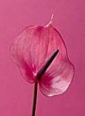 CLOSE UP OF THE PINK FLOWERS OF AN ARUM LILY