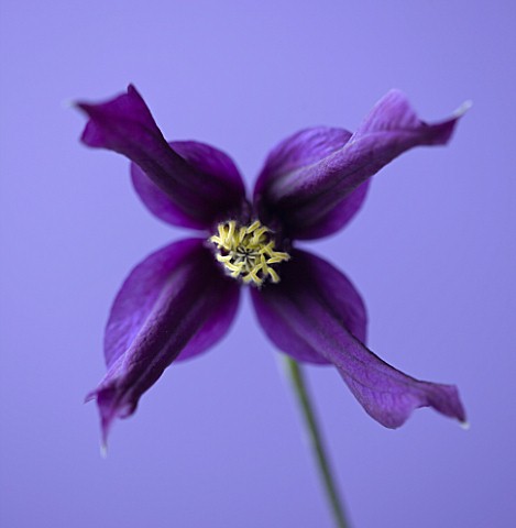 CLOSE_UP_OF_THE_BLUE_FLOWERS_OF_CLEMATIS_PETIT_FAUCON