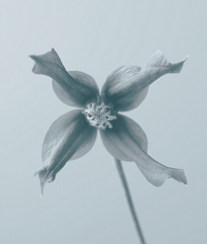 BLACK_AND_WHITE_DUOTONE_CLOSE_UP_OF_THE_BLUE_FLOWERS_OF_CLEMATIS_PETIT_FAUCON