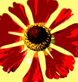 CLOSE UP POSTERIZED IMAGE OF THE FLOWER OF HELENIUM RUBINZWERG