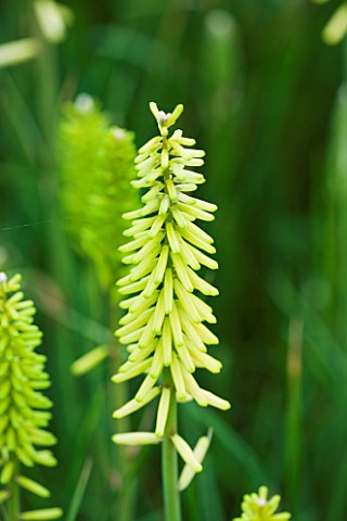 ORCHARD_DENE_NURSERY_CLOSE_UP_OF_YELLOW__GREEN_FLOWER_OF_KNIPHOFIA_LITTLE_MAID