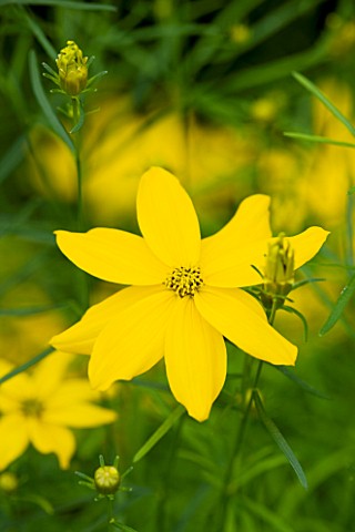 ORCHARD_DENE_NURSERY_CLOSE_UP_OF_THE_YELLOW_FLOWER_OF_COREOPSIS_GRANDIFLORA