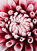 CLOSE UP OF THE CENTRE OF THE PINK FLOWER OF DAHLIA TIPTOE (MINIATURE FLOWERED DECORATIVE)