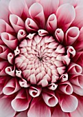 CLOSE UP OF THE CENTRE OF THE PINK FLOWER OF DAHLIA TIPTOE (MINIATURE FLOWERED DECORATIVE)