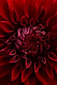 CLOSE UP OF THE CENTRE OF THE RICH DARK RED DAHLIA SPARTACUS