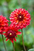 CLOSE UP OF THE RED FLOWERS OF DAHLIA RAFFLES (SMALL FLOWERED DECORATIVE)