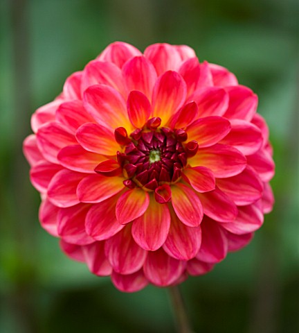 CLOSE_UP_OF_THE_RED_FLOWER_OF_DAHLIA_RAFFLES_SMALL_FLOWERED_DECORATIVE