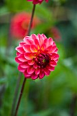 CLOSE UP OF THE RED FLOWER OF DAHLIA RAFFLES (SMALL FLOWERED DECORATIVE)