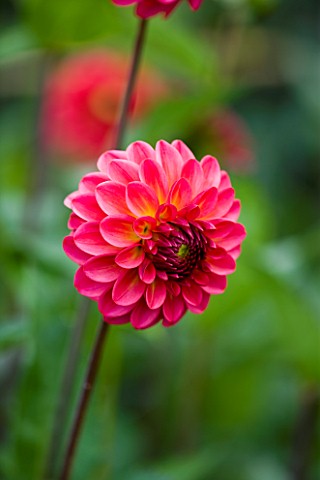 CLOSE_UP_OF_THE_RED_FLOWER_OF_DAHLIA_RAFFLES_SMALL_FLOWERED_DECORATIVE