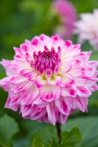 CLOSE_UP_OF_THE_PINK_AND_WHITE_FLOWER_OF_DAHLIA_AUDACITY_MEDIUM_FLOWERED_DECORATIVE