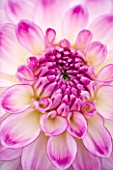 CLOSE UP OF THE PINK AND WHITE FLOWER OF DAHLIA AUDACITY (MEDIUM FLOWERED DECORATIVE)