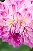 CLOSE UP OF THE PINK AND WHITE FLOWER OF DAHLIA AUDACITY (MEDIUM FLOWERED DECORATIVE)