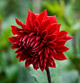 CLOSE UP OF THE VELVET MAROON RED FLOWER OF DAHLIA GIPSY BOY (LARGE FLOWERED DECORATIVE)