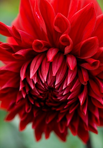 CLOSE_UP_OF_THE_VELVET_MAROON_RED_FLOWER_OF_DAHLIA_GIPSY_BOY_LARGE_FLOWERED_DECORATIVE