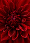 CLOSE UP OF THE CENTRE OF THE VELVET MAROON RED FLOWER OF DAHLIA GIPSY BOY (LARGE FLOWERED DECORATIVE)