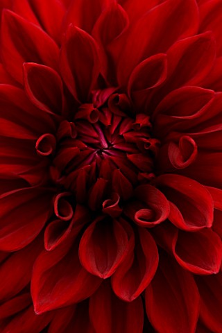 CLOSE_UP_OF_THE_CENTRE_OF_THE_VELVET_MAROON_RED_FLOWER_OF_DAHLIA_GIPSY_BOY_LARGE_FLOWERED_DECORATIVE