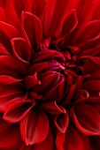 CLOSE UP OF THE CENTRE OF THE VELVET MAROON RED FLOWER OF DAHLIA GIPSY BOY (LARGE FLOWERED DECORATIVE)