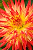 CLOSE UP OF THE ORANGE AND YELLOW FLOWER OF DAHLIA KENORA SUNSET (MEDIUM FLOWERED SEMI CACTUS)