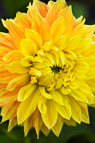 CLOSE_UP_OF_THE_APRICOT_AND_PALE_YELLOW_FLOWER_OF_DAHLIA_MABEL_ANN_GIANT_FLOWERED_DECORATIVE