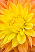 CLOSE UP OF THE CENTRE OF THE APRICOT AND PALE YELLOW FLOWER OF DAHLIA MABEL ANN (GIANT FLOWERED DECORATIVE)