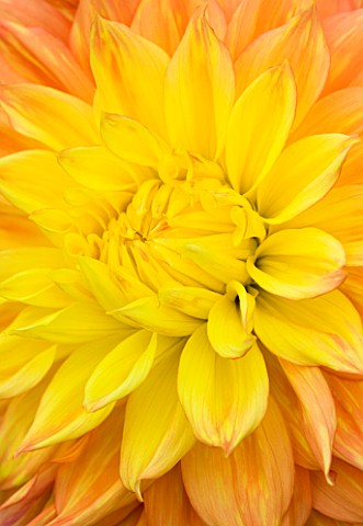 CLOSE_UP_OF_THE_CENTRE_OF_THE_APRICOT_AND_PALE_YELLOW_FLOWER_OF_DAHLIA_MABEL_ANN_GIANT_FLOWERED_DECO
