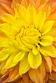 CLOSE UP OF THE CENTRE OF THE APRICOT AND PALE YELLOW FLOWER OF DAHLIA MABEL ANN (GIANT FLOWERED DECORATIVE)