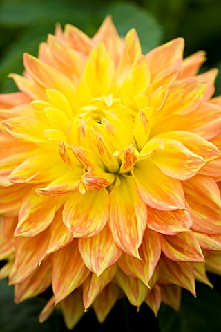 CLOSE_UP_OF_THE_CENTRE_OF_THE_APRICOT_AND_PALE_YELLOW_FLOWER_OF_DAHLIA_MABEL_ANN_GIANT_FLOWERED_DECO