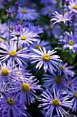 THE BLUE FLOWERS OF ASTER FRIKARTII MONCH